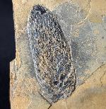 Walchianthus sp. FLORIN 1940 - Bild © FossNet FossilienStore